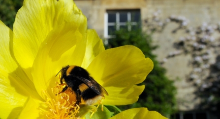 queen white-tailed bumblebee