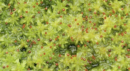 A macro view of sphagnum moss