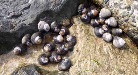 A close-up photo of thick topshells