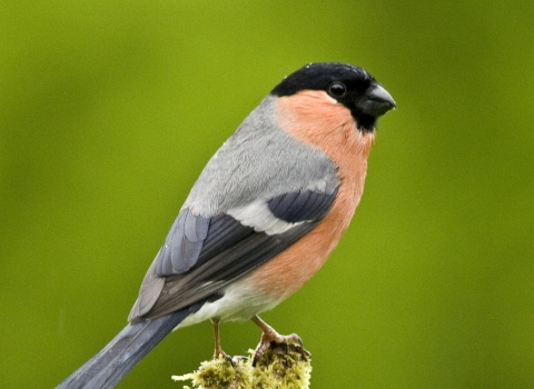 Close-up of a bullfinch perched on a moss covered twig