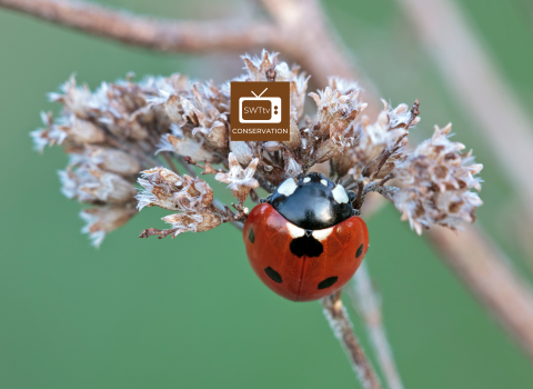 conservation logo on ladybird image