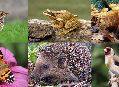 The Great Somerset Wildlife Count header