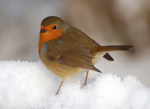 Robin in snow - Stewart McDonald