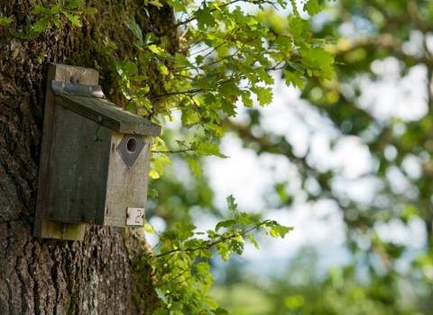bird box on oak tree