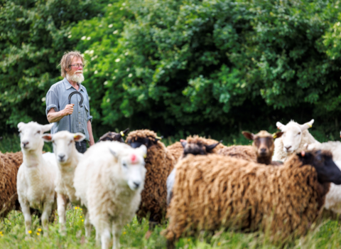 Farmer stood with flock of sheep