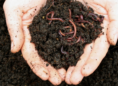Soil and worms in an open palm