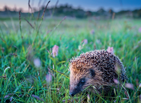 A lone hedgehog at dusk in a garden