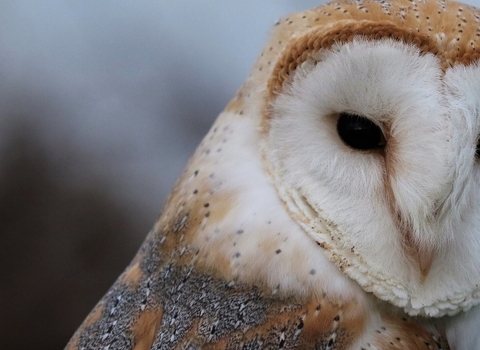 Close up photo of a barn owl