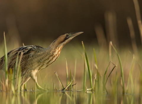 Bittern wading through wetlands