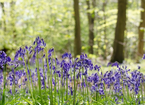 A sunny woodland with bluebells
