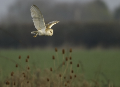 Barn owl over field margin