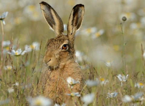Hare in Ox-eye daisys