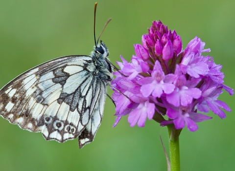 Marbled White butterfly resting on Pyramidal Orchid