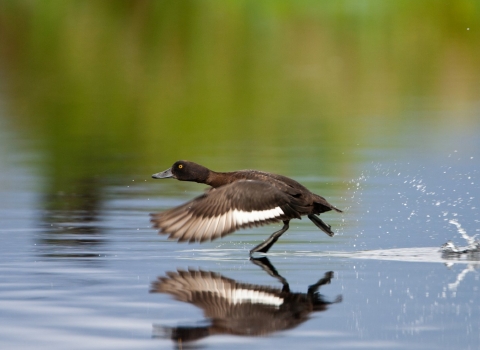 Tufted duck at Catcott