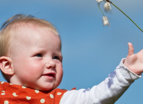 baby reaching out for cotton grass