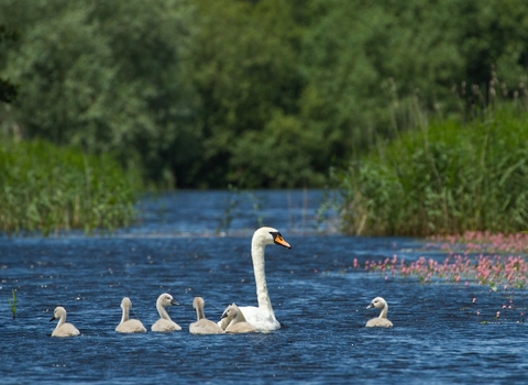 Mute swan and cygnets at Westhay Moor SWT reserve