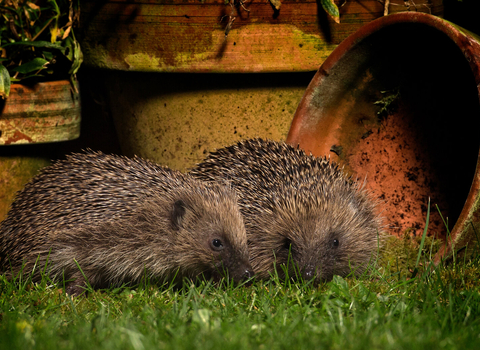 Two hedgehogs in a garden at night