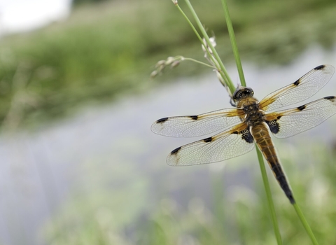 Four-spotted Chaser dragonfly on reed by water