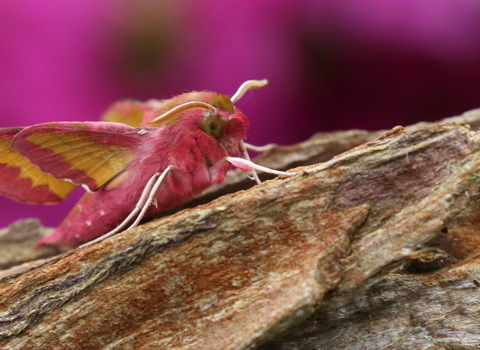 A pink and olive-green elephant hawk-moth