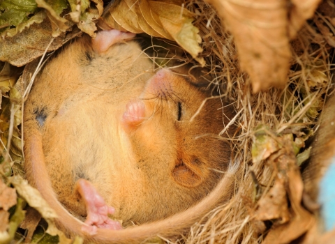 Dormouse in nest