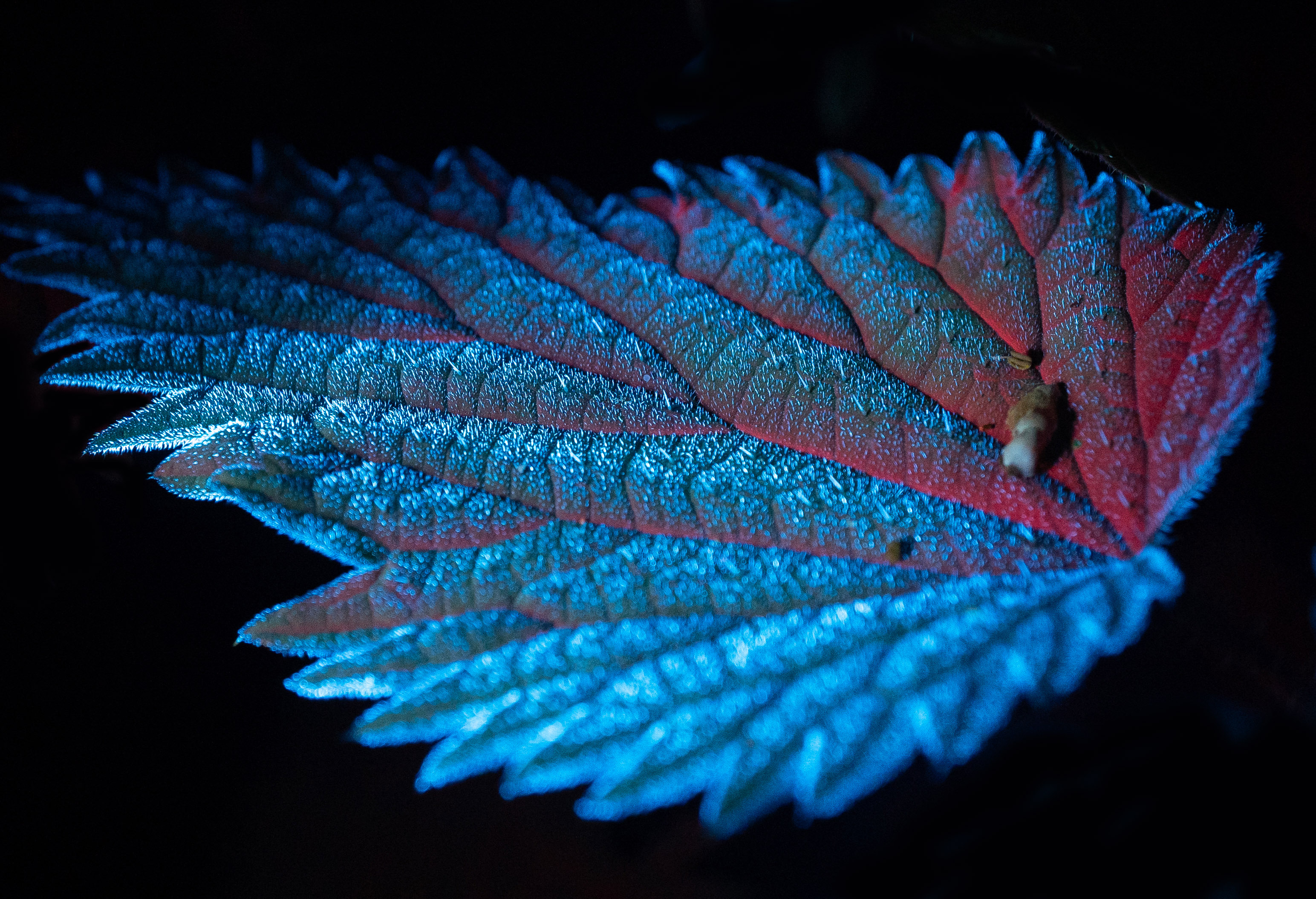 Biofluorescent Night Walk