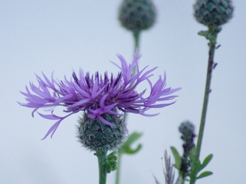 Greater Knapweed