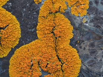 “Sunburst” Lichen (Xanthoria parietina)
