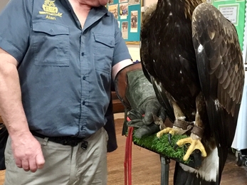 Eagle on handler's arm