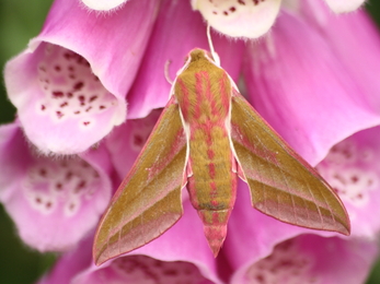 An elephant hawk-moth perched on the pink, tubular flowers of a foxglove. It's a large, olive-green moth with pink stripes