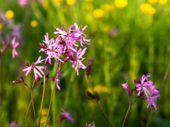 Close up of a ragged robin flower at Honeygar