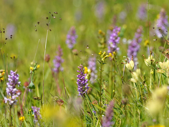 A collection of wildflowers blooming in a meadow, including the purple towers of common spoted orchids