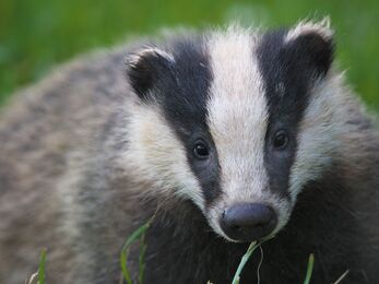 A close up photo of a badger cub, showing its black and white striped face and its grey furry torso.