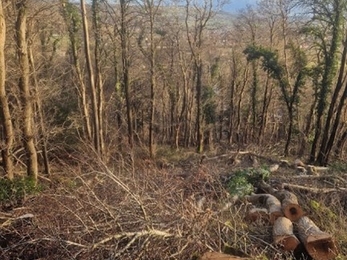 Transient glades created near to the woodland ride