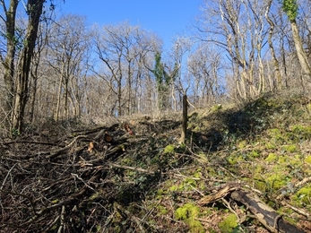 Transient glades created near to the woodland ride
