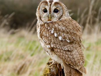 A tawny owl sitting on a tree stump in a meadow. This photo was taken during the day and the owl's head is turned to face the camera..