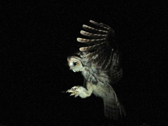 A tawny owl in mid-flight, caught in a camera flash against the night-time darkness.
