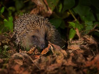 A hedgehog wandering through fallen autumn leaves at night.