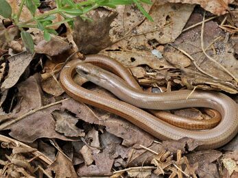 A bronze coloured slow worm curled up in fallen autumn leaves.
