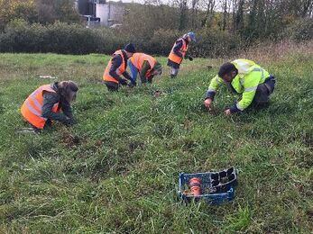 Planting plug plant wildflowers. Image: Guy Braga