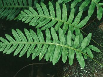 Several dark green polypody ferns growing from the moss covered bark of a tree. The individual fronds of each fern are solid finger shaped leaves growing from a central stem.