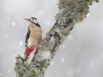 A great spotted woodpecker resting on a lichen covered branch in falling snow.