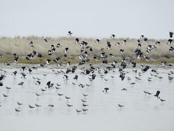 A flock of lapwings taking off from a shallow body of water. The contrast between the black plumage above their wings and the white and black underneath creates an almost chequerboard effect.