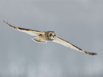 A short-eared owl gliding through the air with wings out stretched, its mottled brown plumage and light under wings vivid against the pale background.