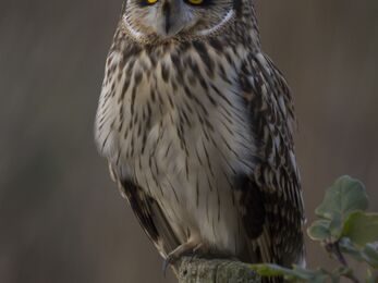 A short-eared owl perched on a fence post; its pale cream and brown speckled chest and bright yellow eyes surrounded by dark plumage are clearly visible..