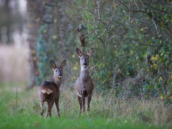 Two female roe deer standing close to a tall hedge in the countryside. Their winter coats are grey and one of them has her bottom facing the camera, showing her white tail.
