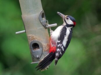 A great spotted woodpecker in profile, hanging on to a bird feeder. This bird is male because he has a red patch on the back of his head as well as under his tail. The rest of his plumage is black and white, with a black cap and distinctive white stripes on his wings.