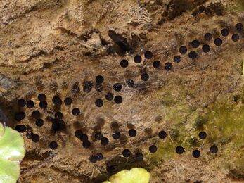 A close up photo of two double strands of toad spawn in a pond. the strings are converging together and wrapped around aquatic plants.