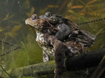 A pair of common toads spawning under water in a pond. The male is siting on the female's back, with his forelimbs clasped underneath hers around her body. They are surrounded by aquatic plants and long strands of spawn.