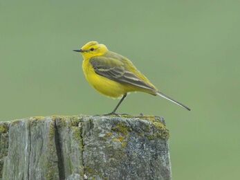 A Yellow wagtail perched on a tree stump. It has a bright yellow head and body with grey-yellow on its back and the top of its wings, and grey and white bars on its lower wings and tail.