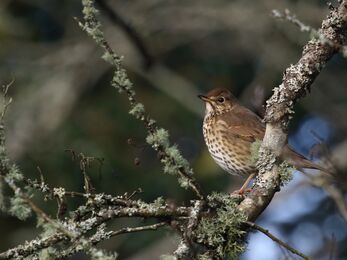 A song thrush perched in lichen covered winter branches with its speckled chest clearly visible.